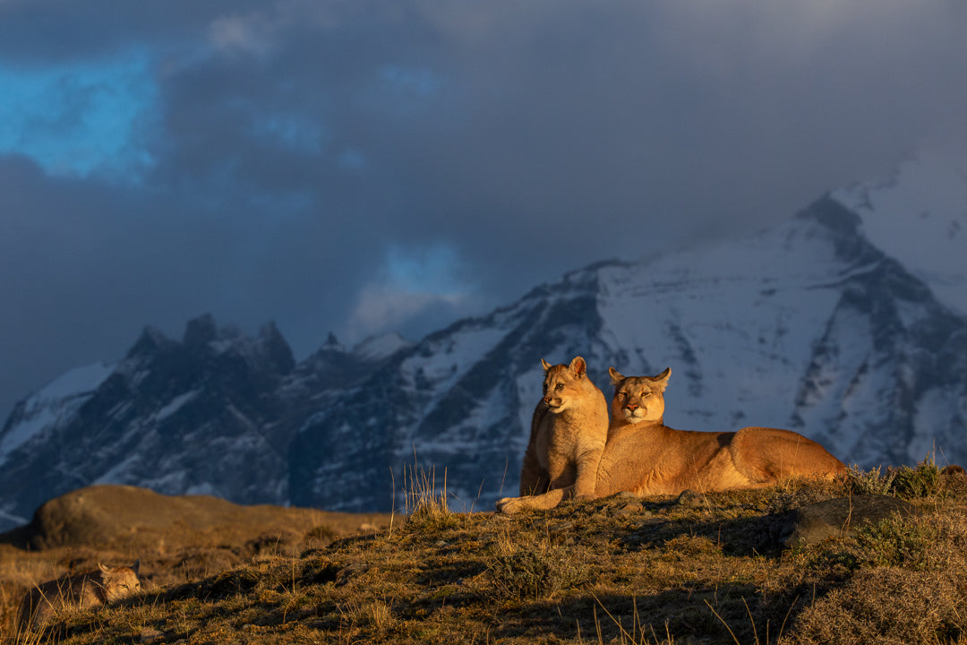 Pumas of Patagonia by Lucas Bustamante