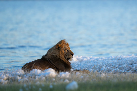 Lion at the Lake by Marlon Du Toit