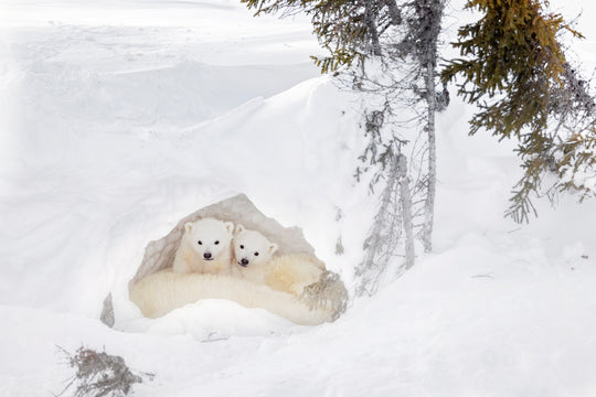 A Cozy Snow Den by Ruth Elwell-Steck