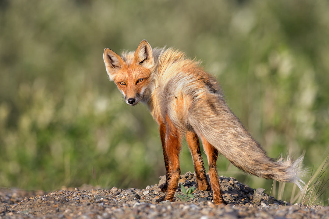 Red Fox Vixen by Melissa Groo