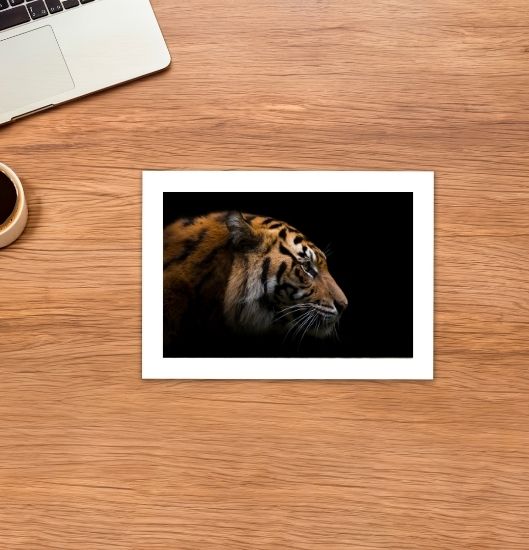 Sumatran Tiger by Robert Irwin