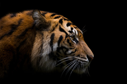 Sumatran Tiger by Robert Irwin
