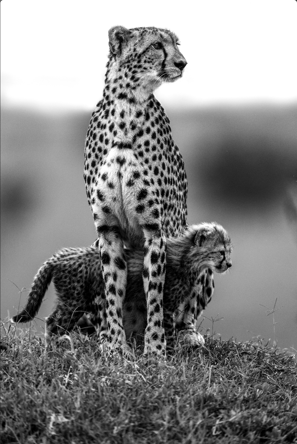 Spotted Embrace by Beverly Joubert