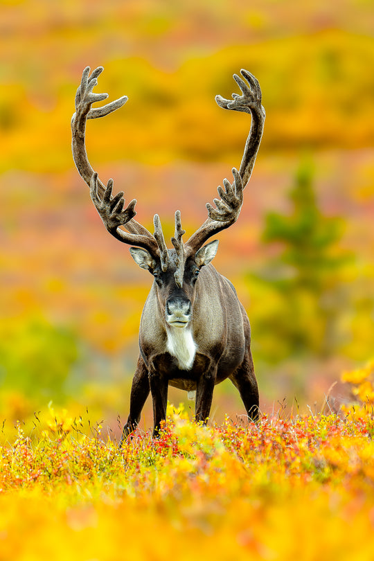 Colorful Caribou by Mitch McPherson
