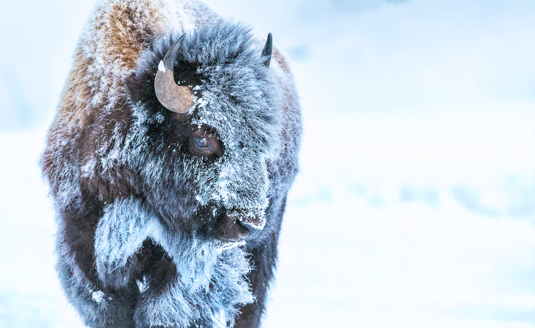 Frosty Bison by Shayne McGuire