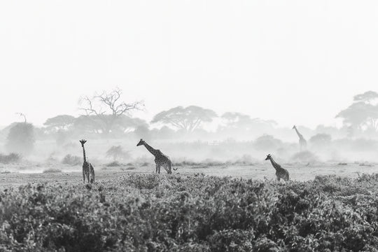 Giraffe on a Dusty Plain by Laura Merz