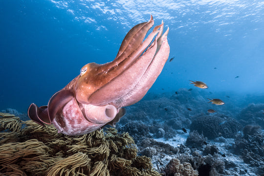 Cuttlefish Adventure by Marcelo Johan Ogata