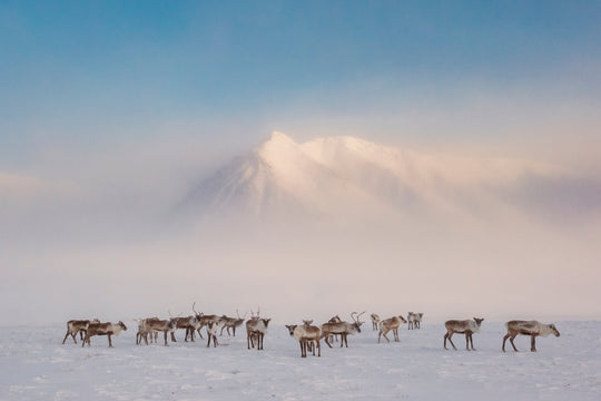 Vanishing Caribou by Katie Orlinsky