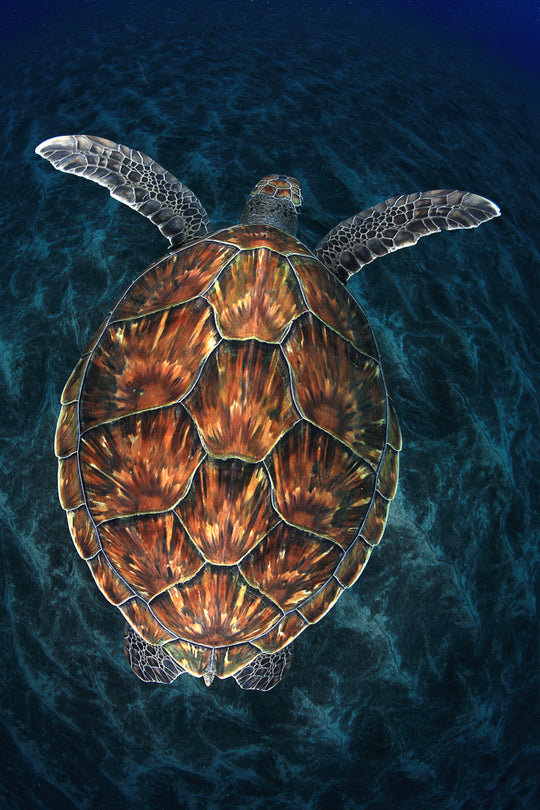 Green Sea Turtle by Francis Pérez