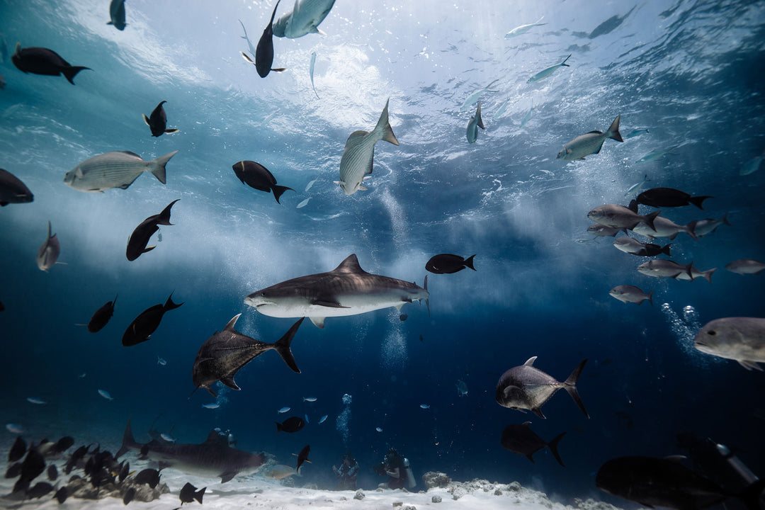Vital Waters: Sharks and Marine Life in Harmony by Matt Porteous