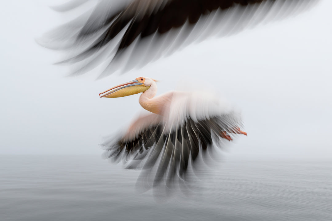 Pelican Escort by Marsel van Oosten