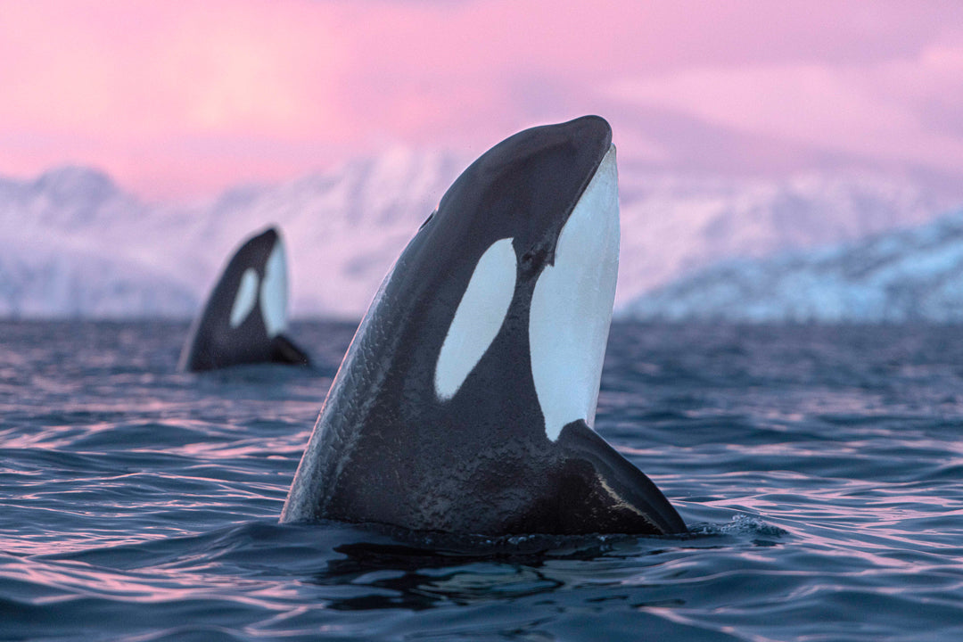 Double Orcas by Jens Wikström