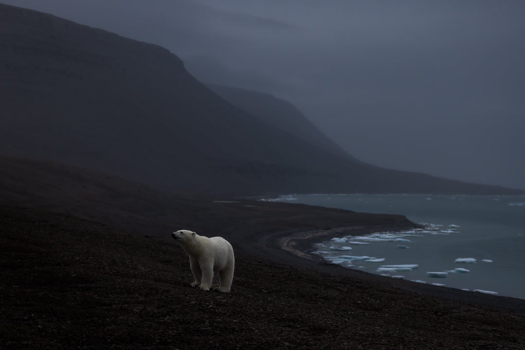 Polar Bear Point by Mark Williams